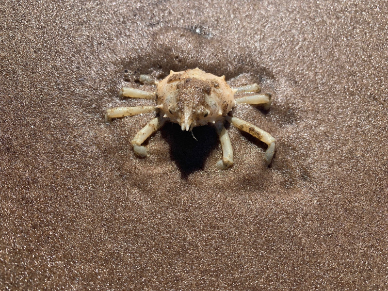 the translucent exoskeleton of a tiny crab is embedded in the brown sand