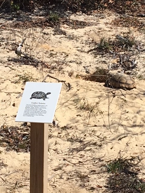 Gopher Tortoise  on Coastal Strand Trail
