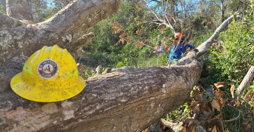 Two FLCC members use chainsaws to cut a water oak.