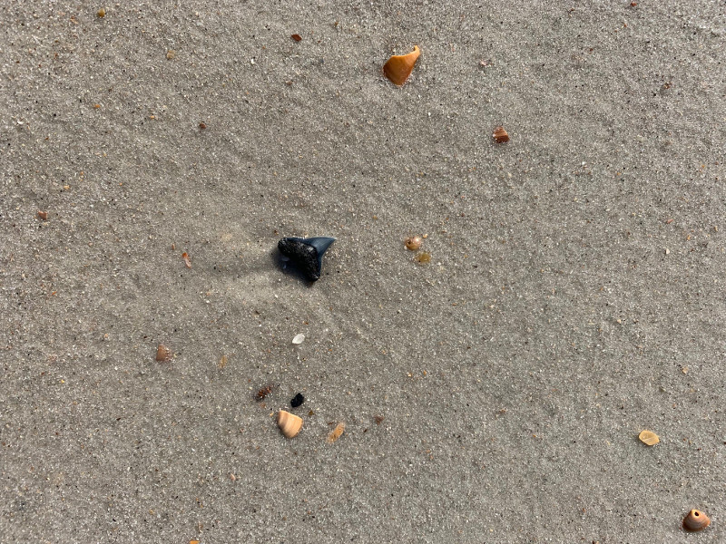 a single small black shark tooth among some shells on a sand beach.