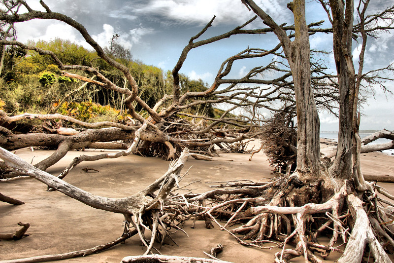 Fallen and upright dead trees on a sandy shoreline beneath a bluff