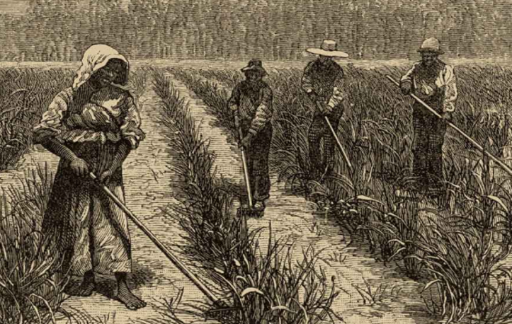Slaves working at Bulow Plantation