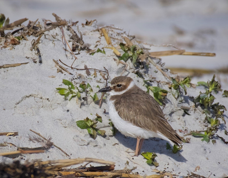 a small brown and white bird stands by a small sand dune