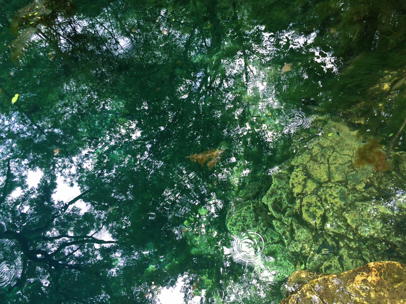 An image from above of the clear and green water at peacock springs.