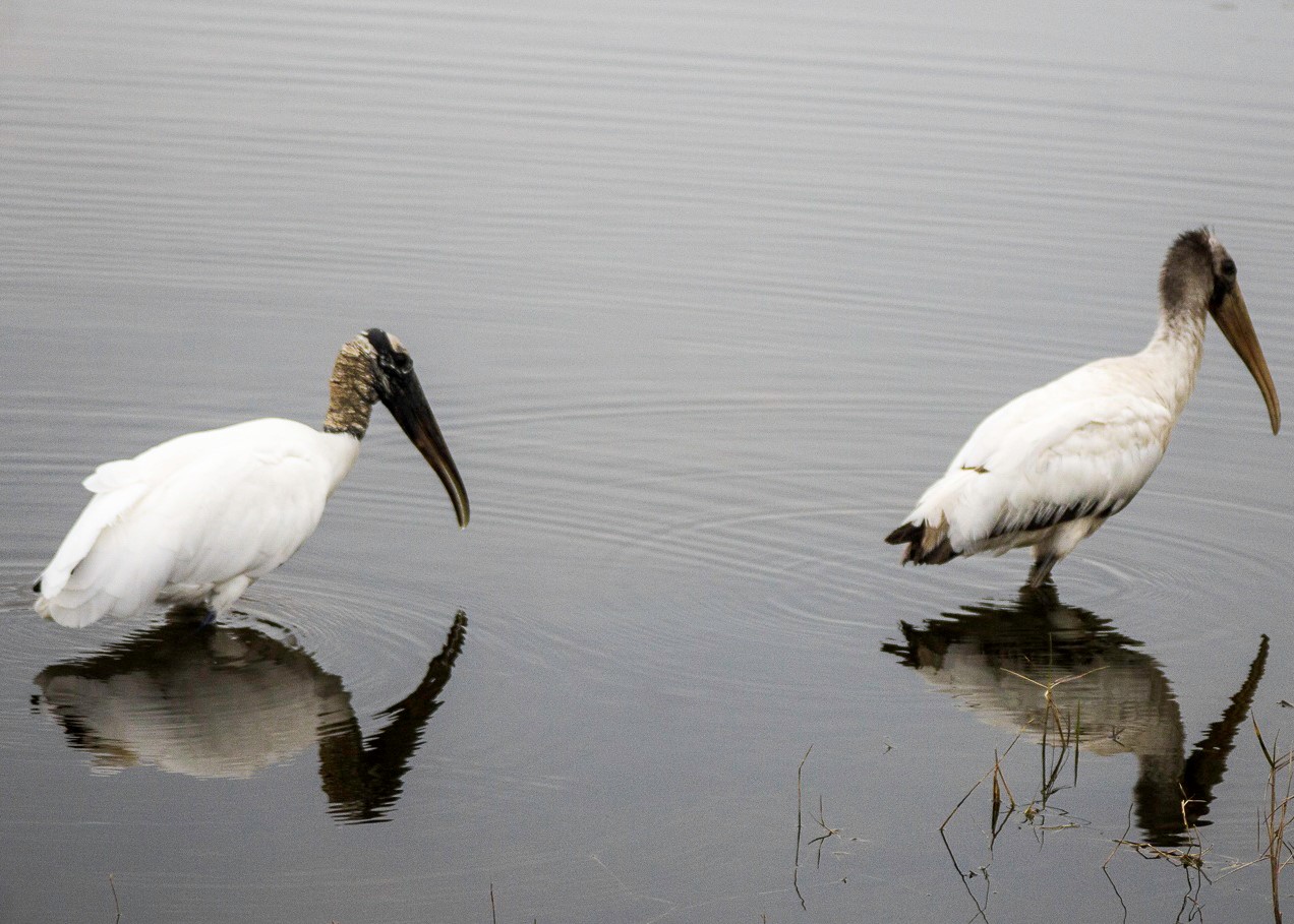 Two wood stork wade through the water. 