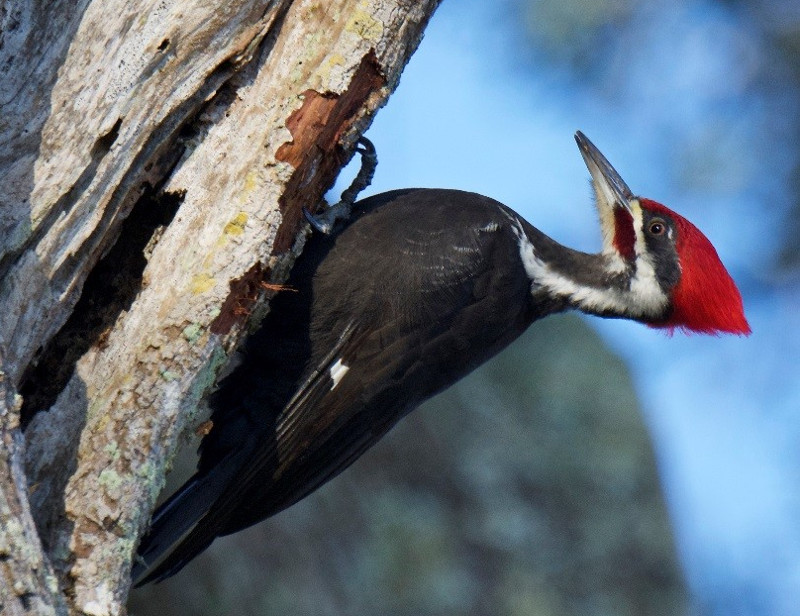 a large bird with a red crest perches on a tree trunk