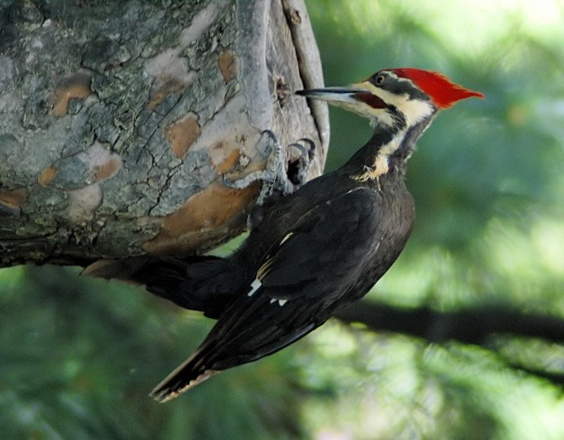 a large woodpecker with a bright red crest pecks at a tree