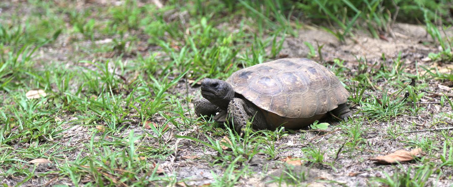 Gopher Tortoise at Van Fleet