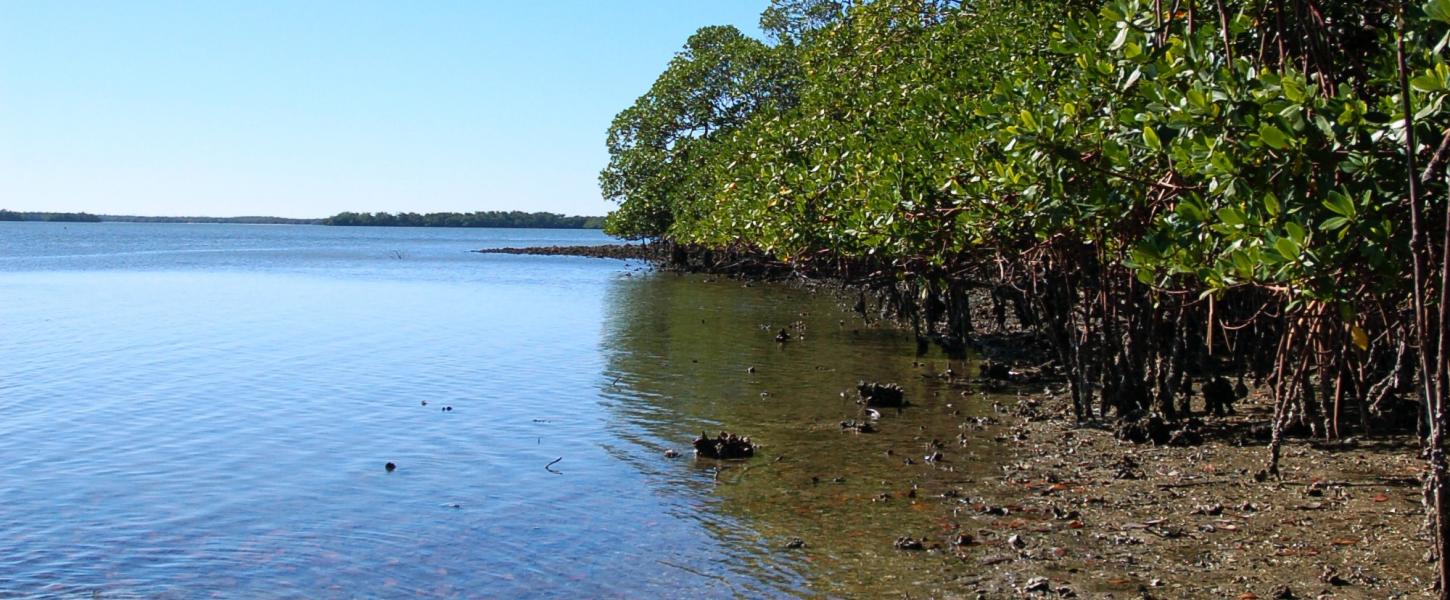 A view of the canoe launch at Mound Key.