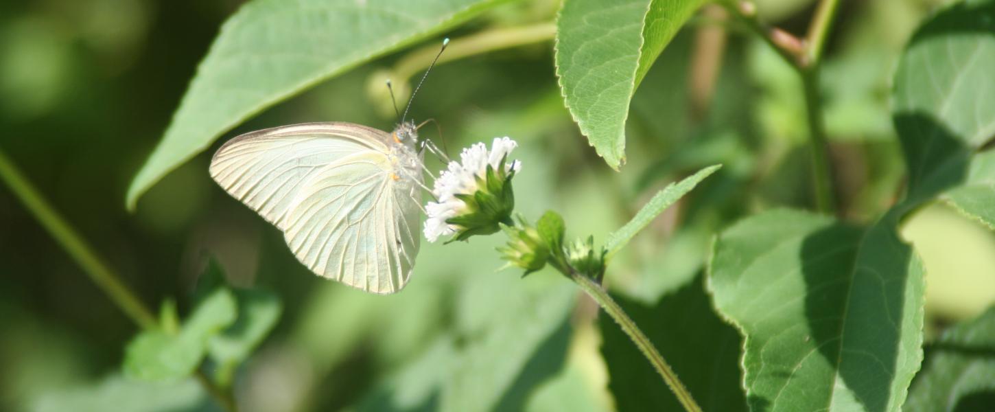Yellow butterfly on a white flower with green leaves surrounding it