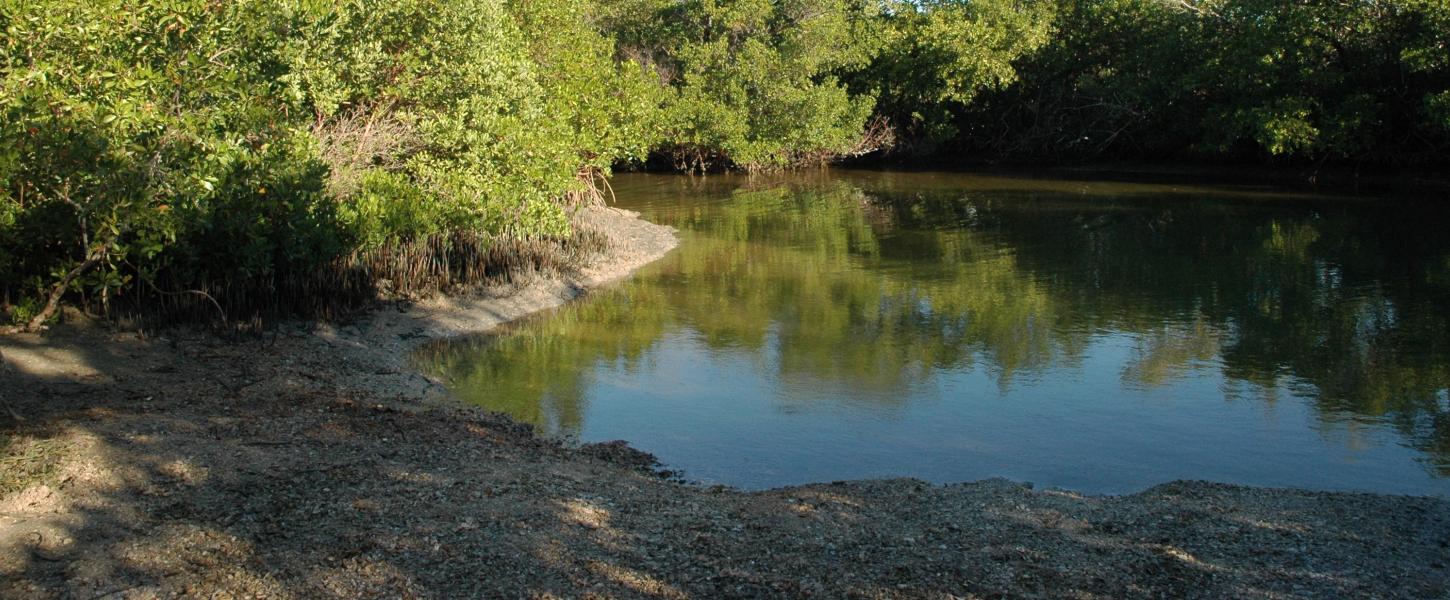 A view of the canoe launch at Mound Key.