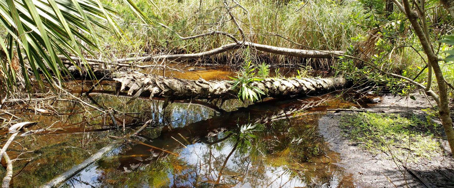 Shallow pool of tannin water surrounded by plants. 