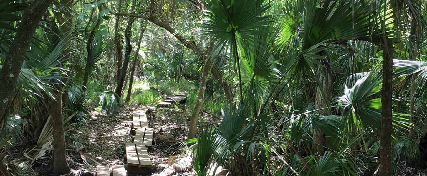 A view of the wooded trail leading into the forest.