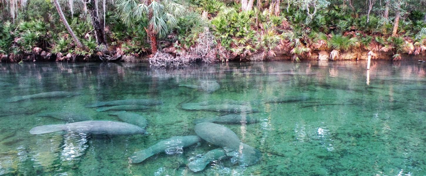 Manatees at Blue Spring State Park