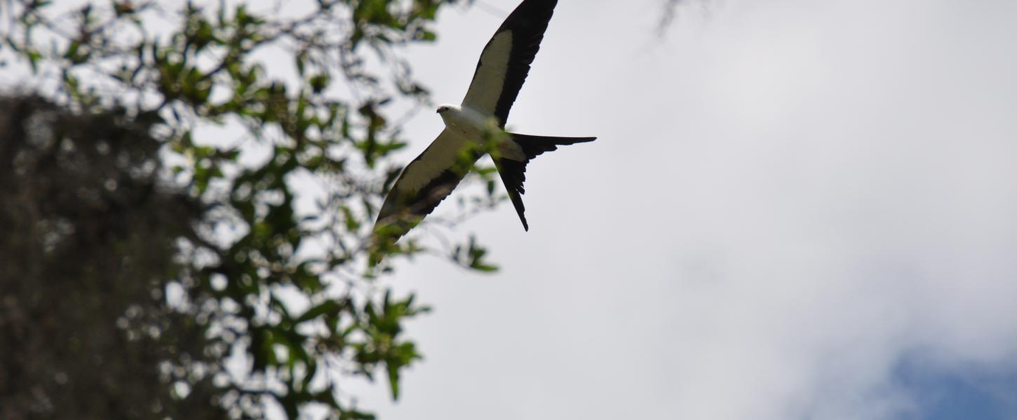 Swallow-Tailed Kite in flight