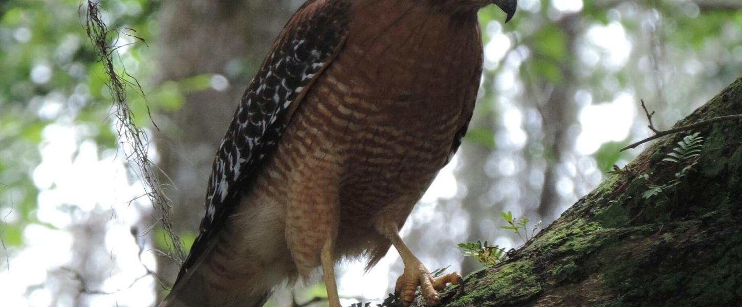 Red-shouldered Hawk perched on an oak tree branch