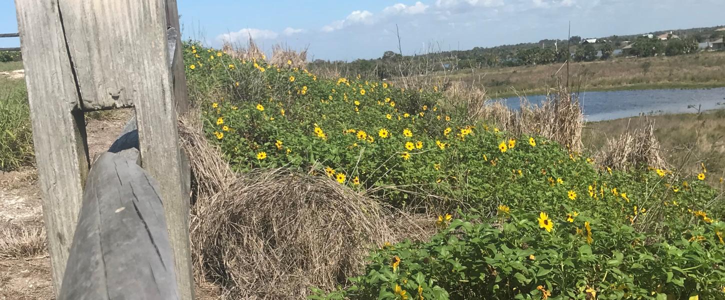 A view of a line of yellow flowers near the water.