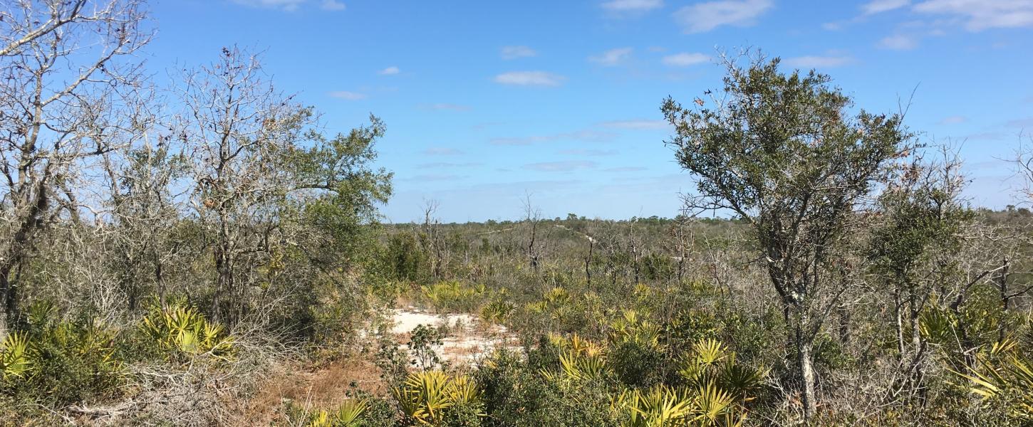 Scrub habitat at Catfish Creek