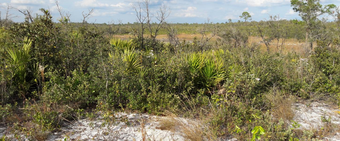 Scrub along one of the ridges at Allen David Broussard Catfish Creek Preserve State Park