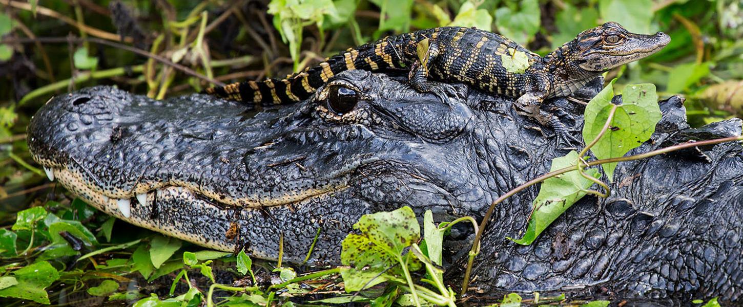 Mother and Baby Alligator