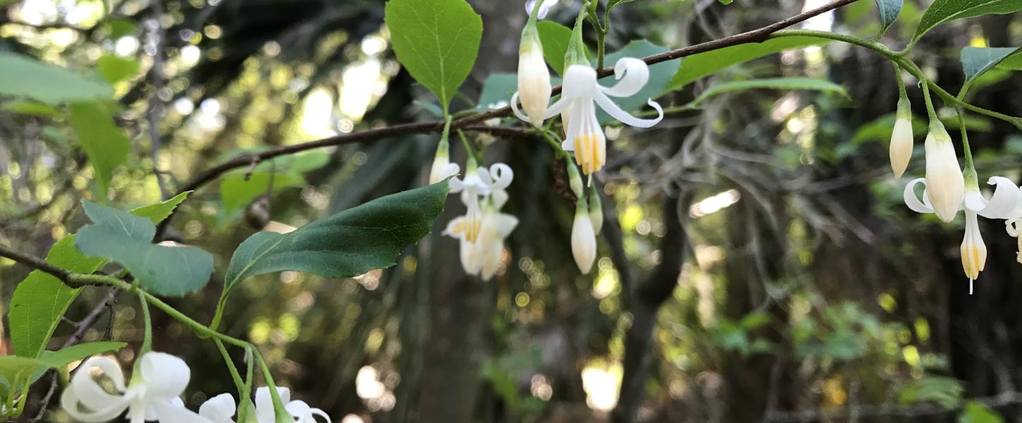 A close up view of the American Snowbell flower.