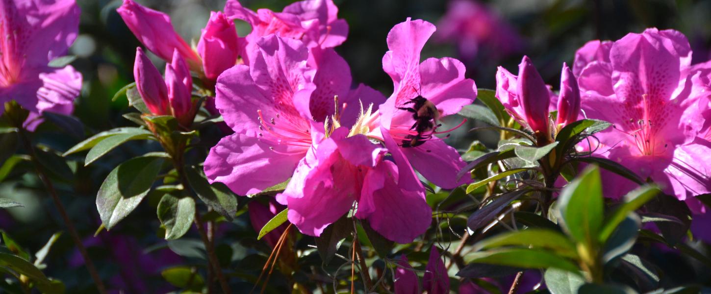 GARDEN GUIDE: Melted Azalea Flowers: How Ovulinia petal blight affects you, Archives