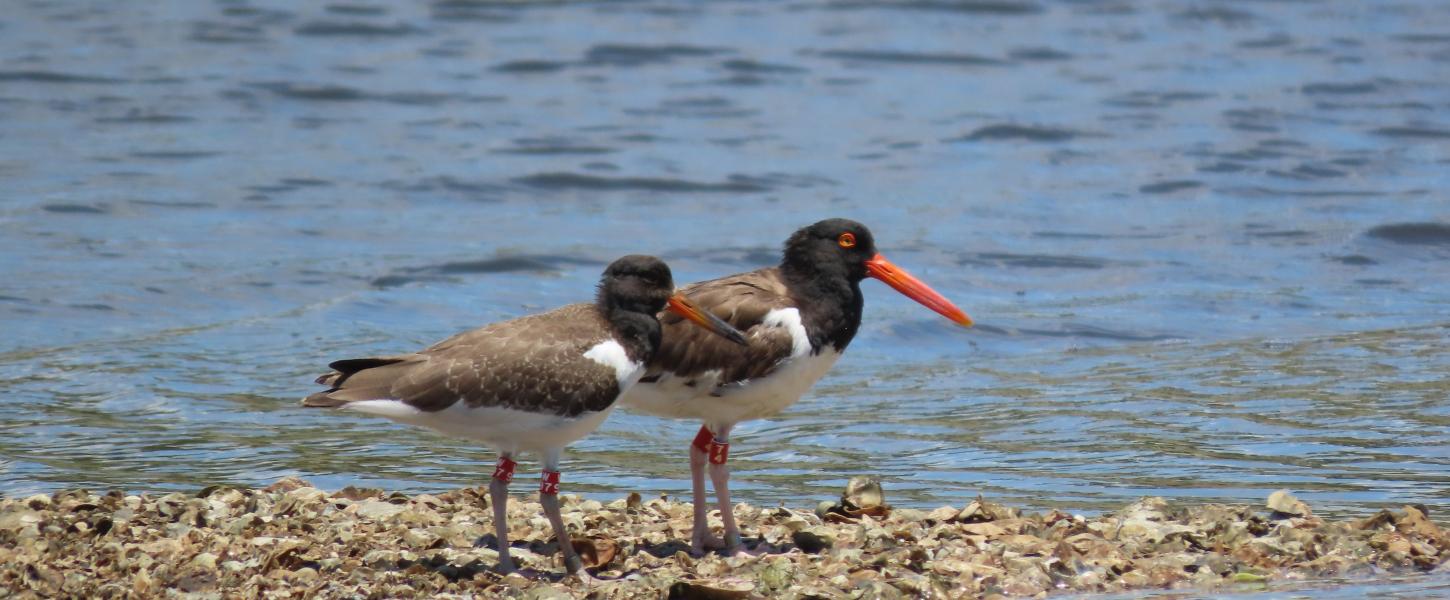 American oystercatcher (juvenile red W97) with its mother (red 74).
