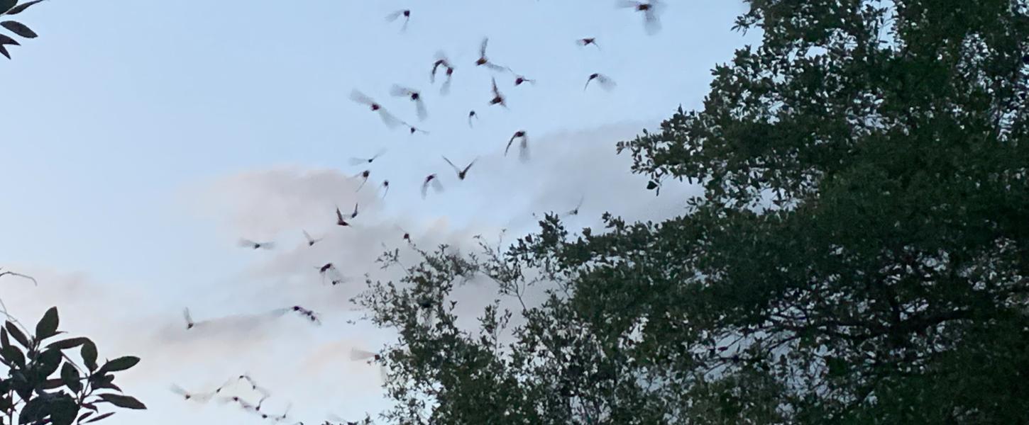 Bats at Fort Cooper State Park