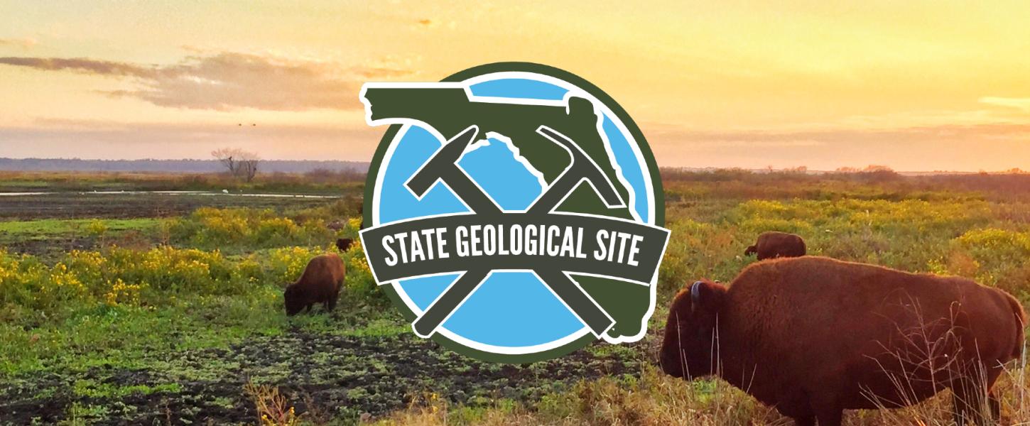 Bison graze at Paynes Prairie Preserve State Park