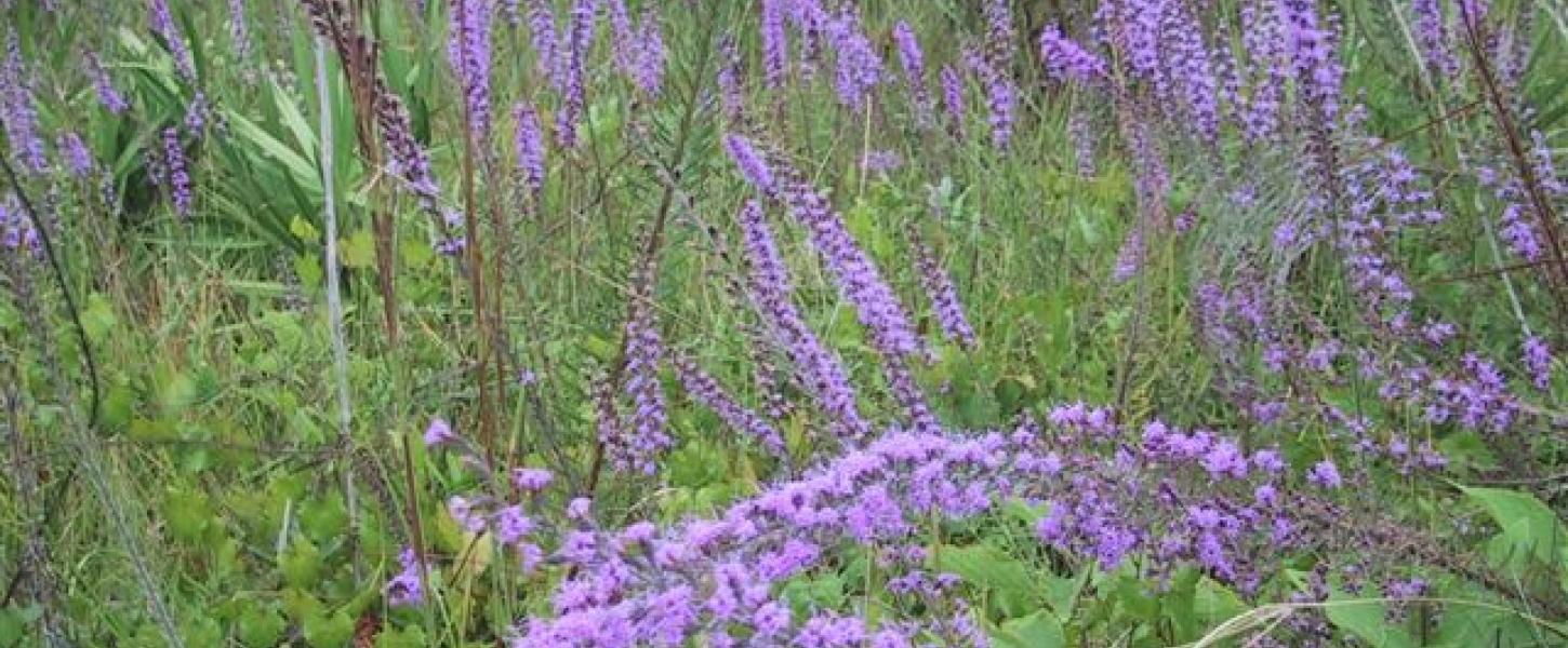 A view of the purple blazing flowers.