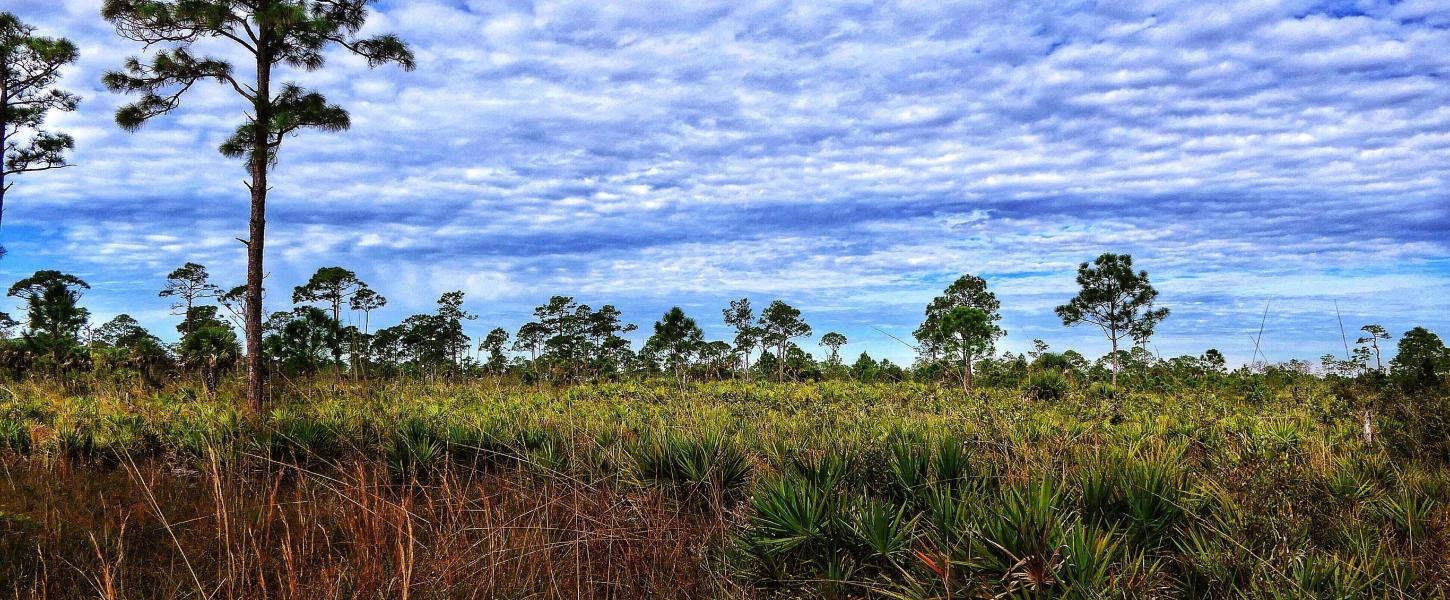 Estero Bay Preserve State Park Broadway West Access Pine Flatwood