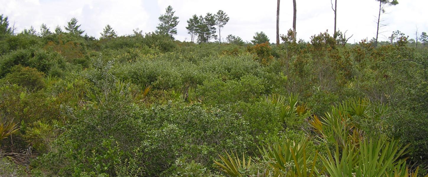 Thick plants cover the white sands in the scrub
