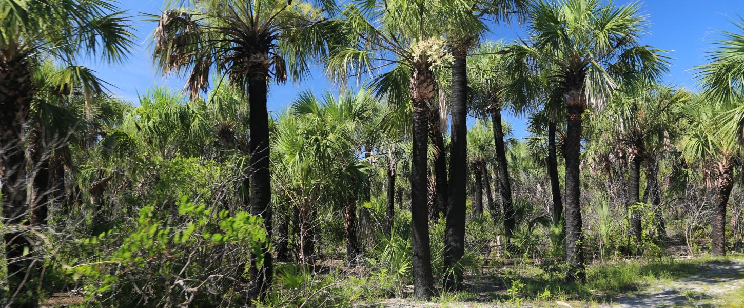 A view of the dense foliage at caladesi island.