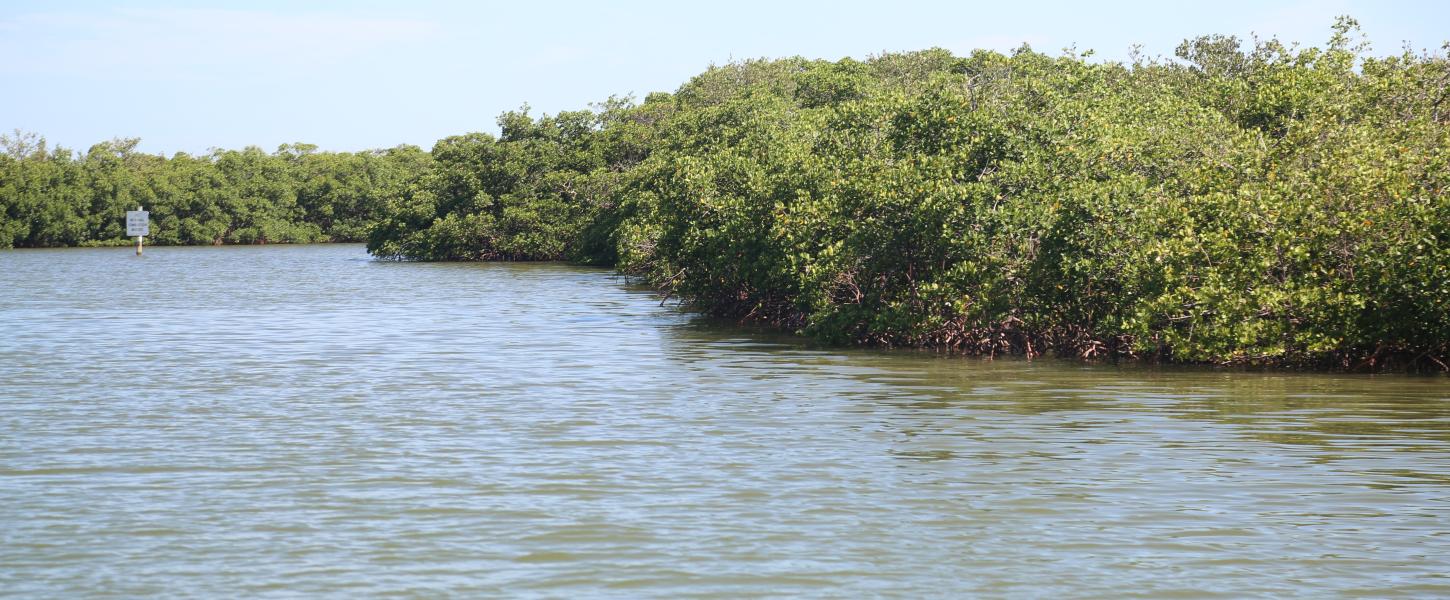 A view of the mangroves along the water's edge.