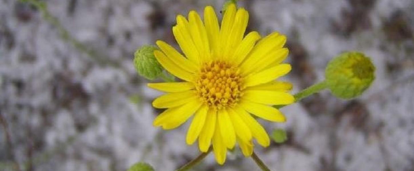 A view of a Florida golden aster.