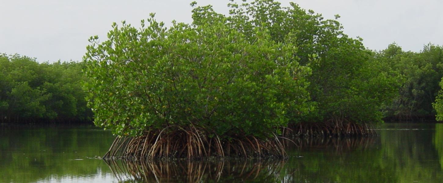 A view of the mangroves in the water.