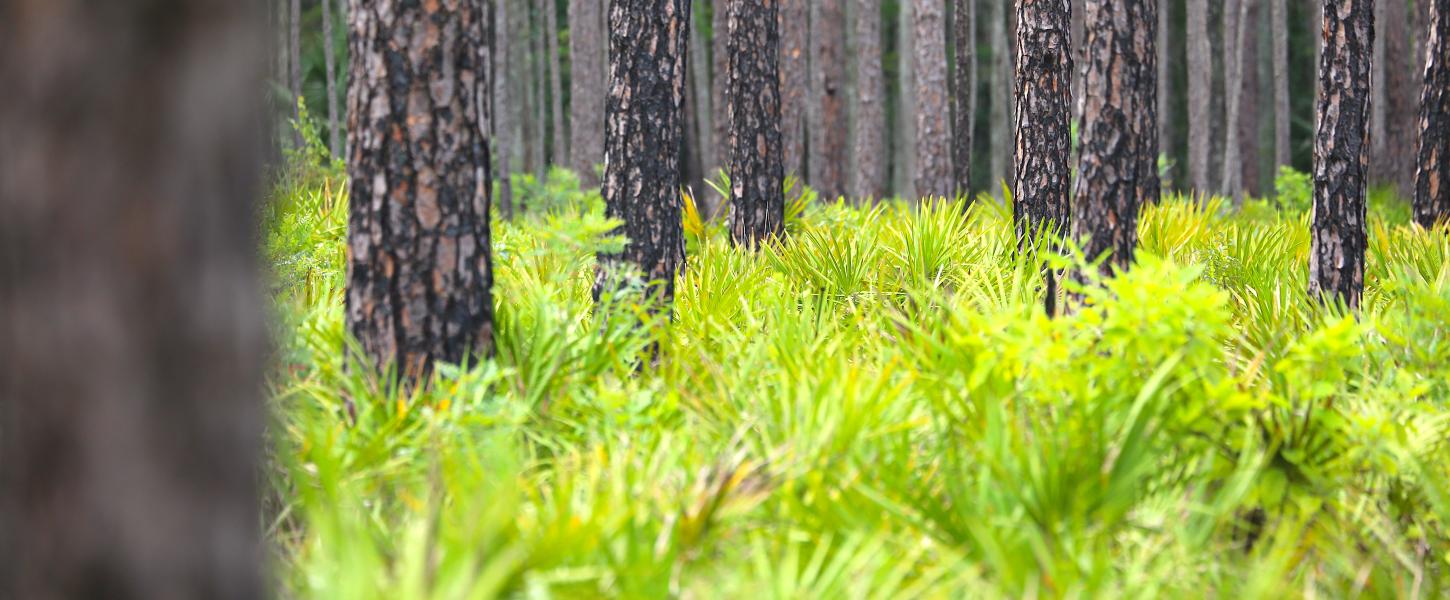 Blanket of saw palmetto on the ground and pine trees