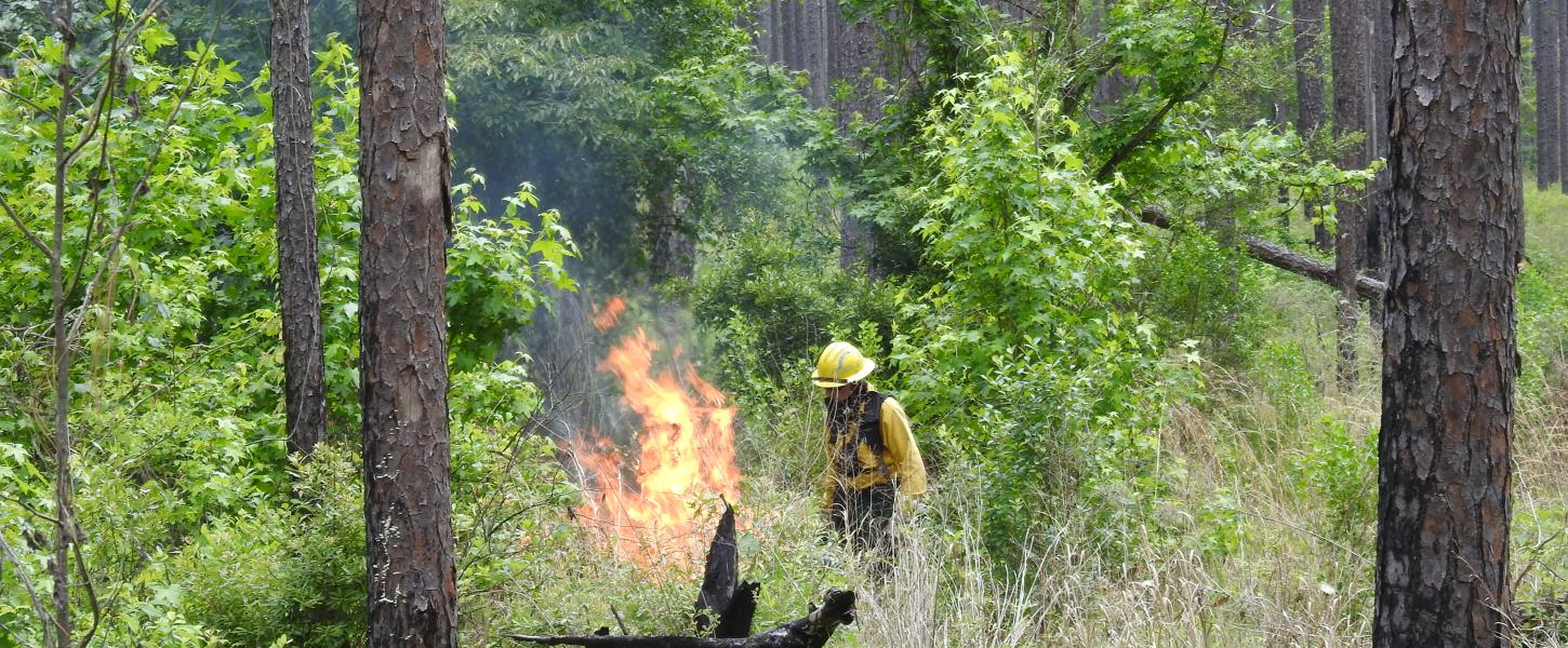 A park ranger manages a prescribed fire at Falling Waters State Park.