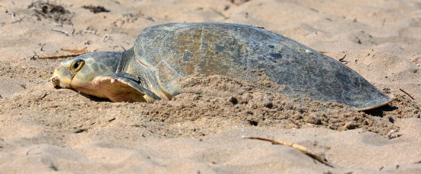 A rare Kemps ridley sea turtle on shore.