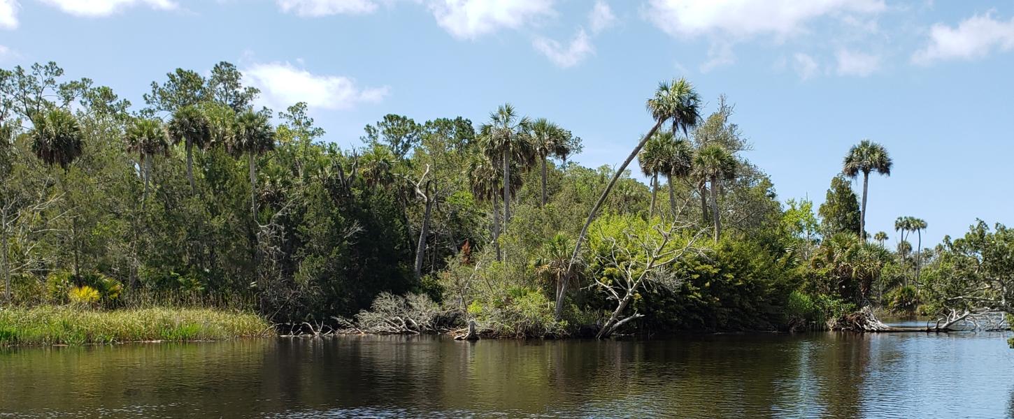 Dark tannin water river banked by palms, pines, and cedars. 