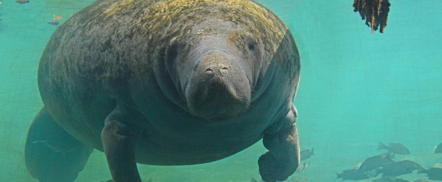 Manatee at Homosassa Springs