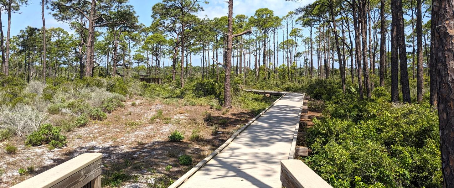 Trails at Dr. Julian G. Bruce St. George Island State Park