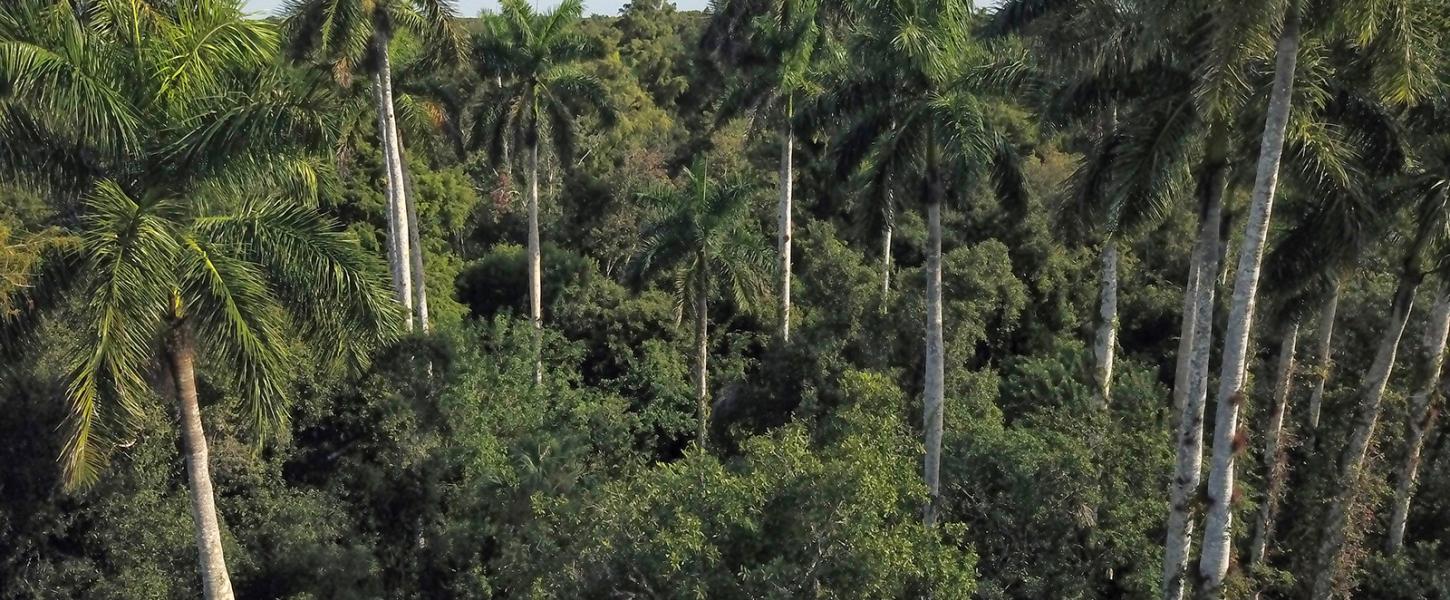 An aerial view of the trees at Fakahatchee Strand Preserve State Park.