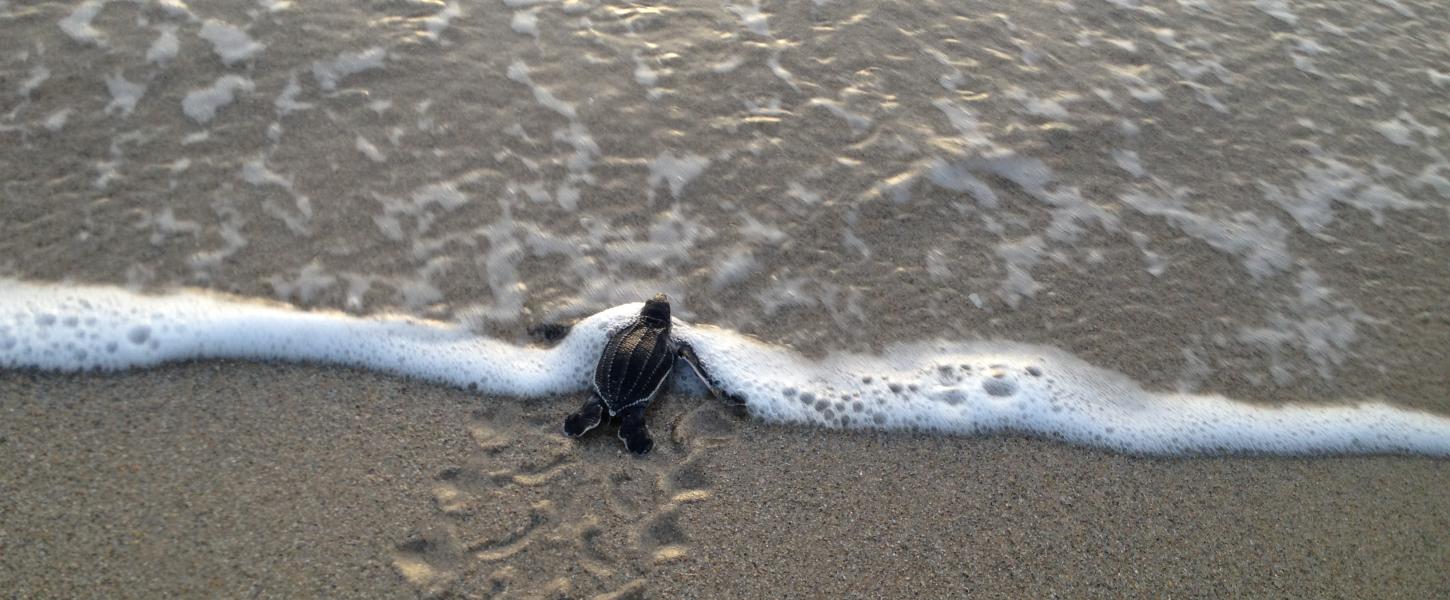 This is a photo of a leatherback hatchling entering the ocean.