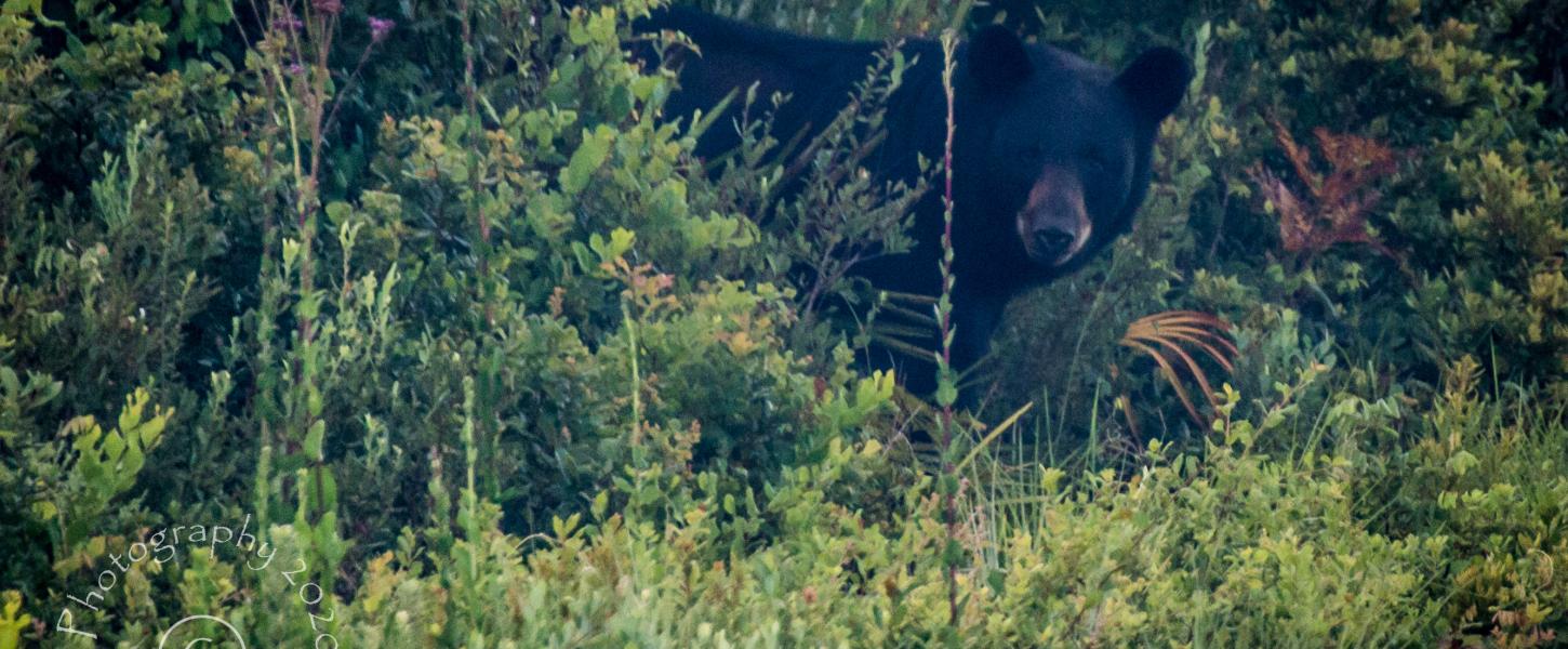 Black Bear on the Pine Island Trail