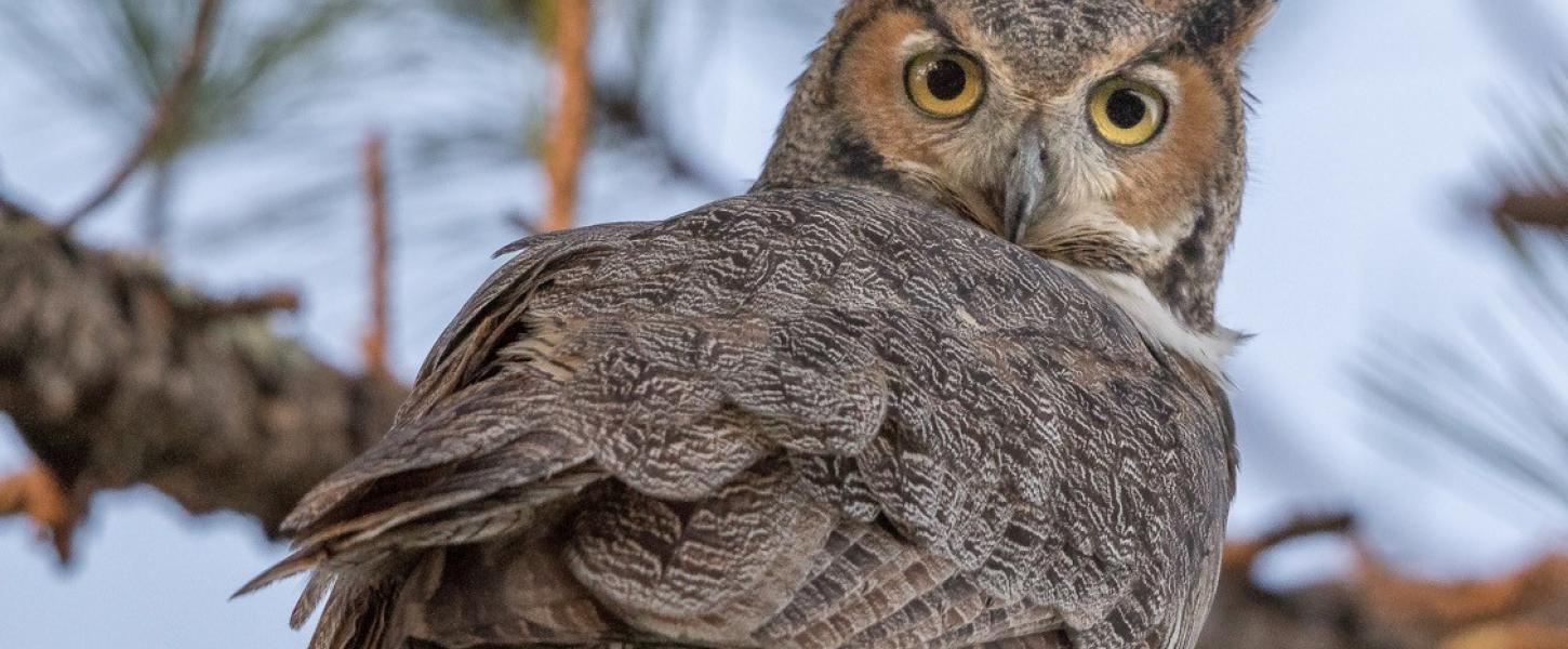 Great Horned Owl on a tree branch staring at the camera 