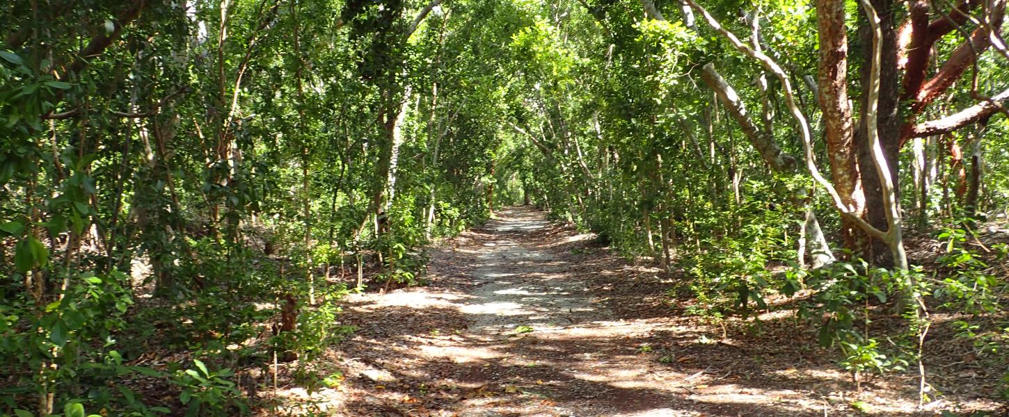 Trail leading into the hardwood hammock on Lignumvitae Key