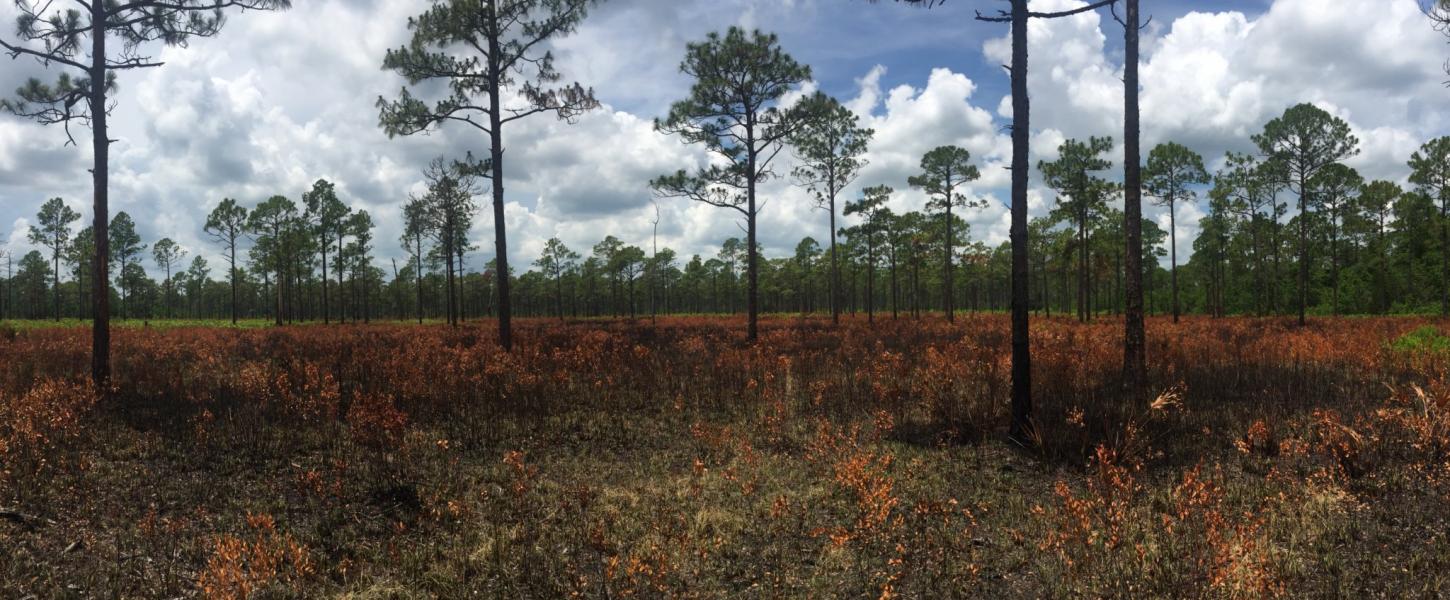 Burnt cutthroat grass can be seen low to the ground with tall pine trees in this distance.