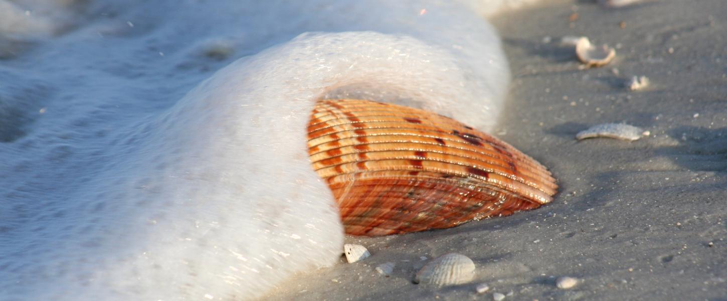 A picture of a shell being splashed by the water on the shore of the beach.