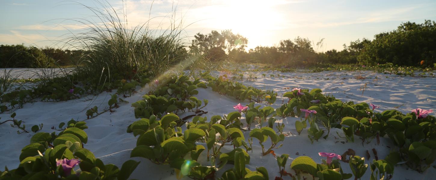 A view of flowers growing among the dunes at sunset.